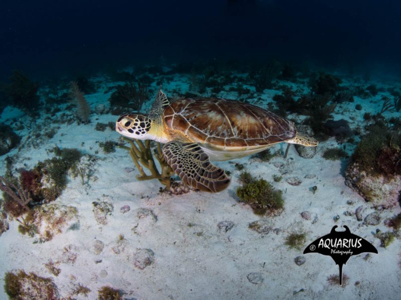 Turtle swimming through the waters in Mexico