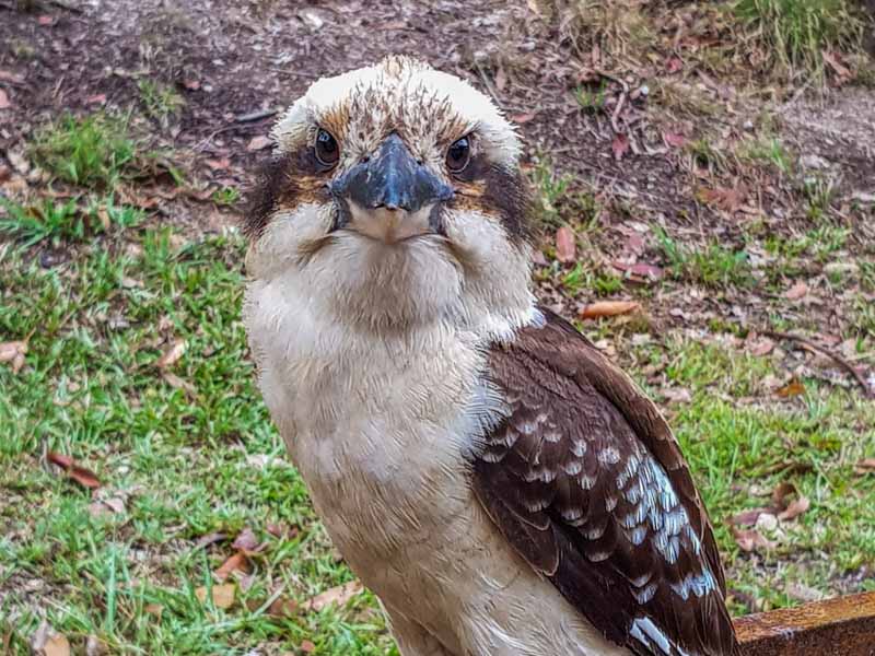 Kookaburra