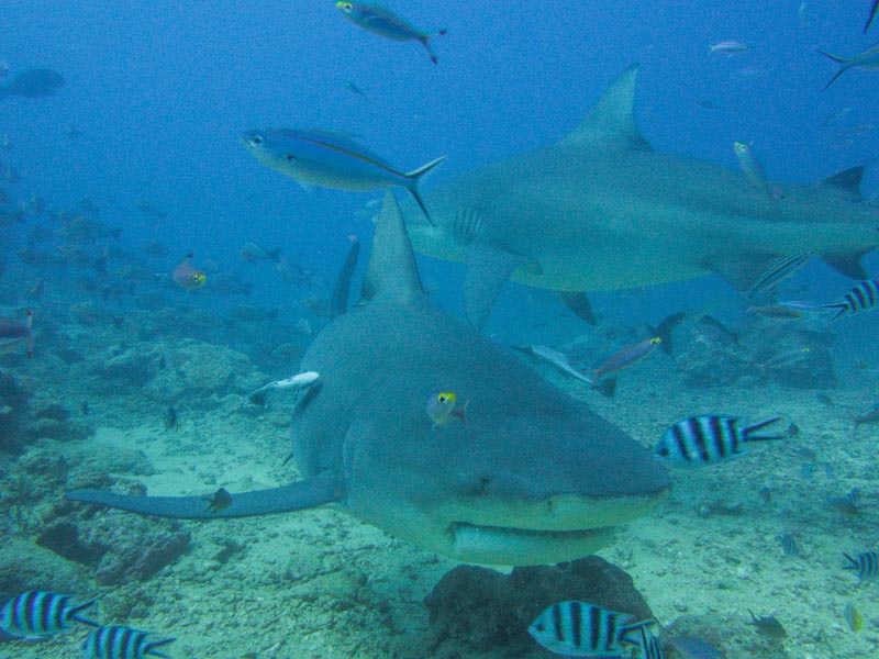 The Beqa Shark Dive is fun way to see lots of sharks