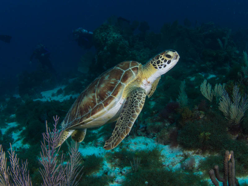 Try finding some turtles on a snorkel tour