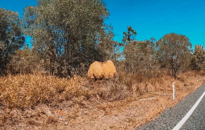 You'll find so many termite mounds around