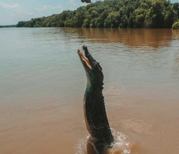 Jumping Crocodile Tour Alligator River Northern Territory