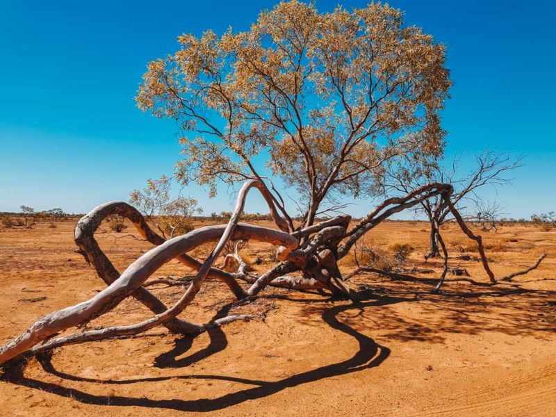 Make sure the unusual Octopus Tree in Bladensburg National Park is added to your list