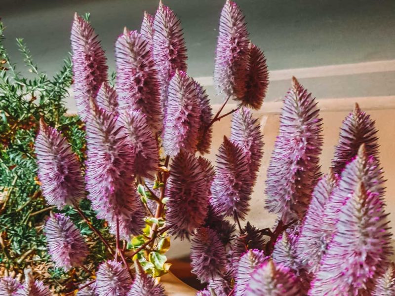 Find the Mulla Mulla Wildflowers in Winton, but others are around