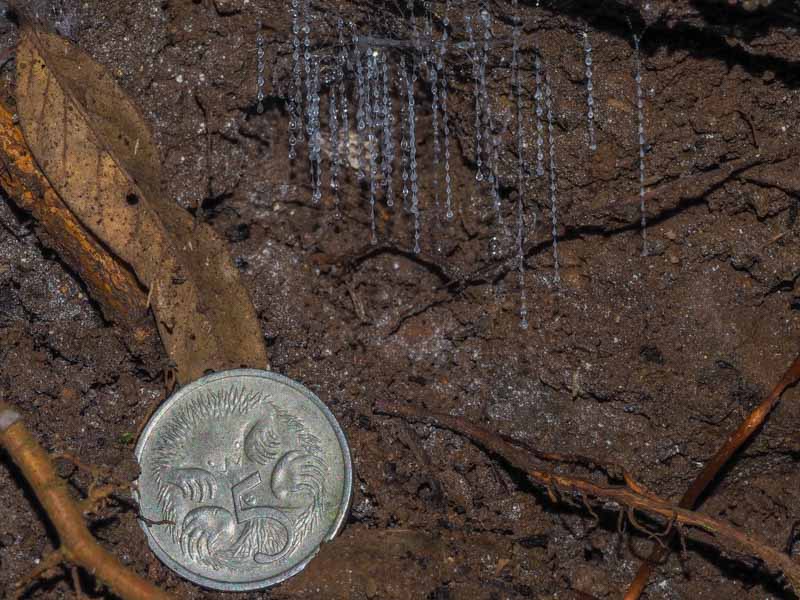 The web-like stings are very small - This shows a comparison with an Aussie 5c coin