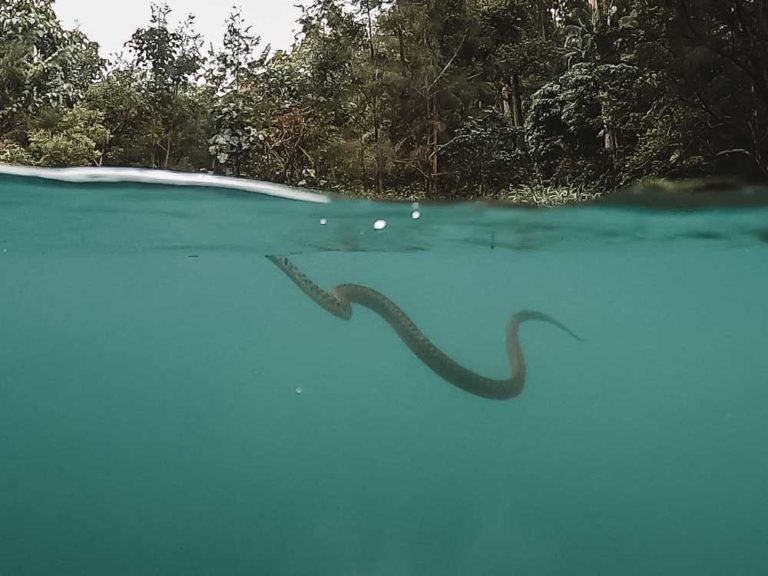 Snake in Booloumba creek Camping area 3