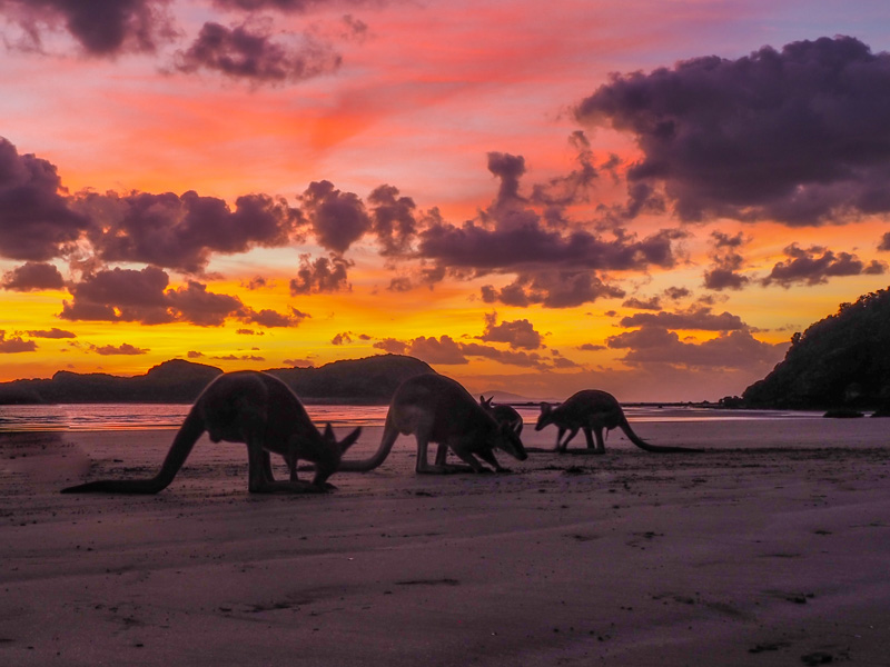 Sunrise at Cape Hillsborough Beach With Kangaroos