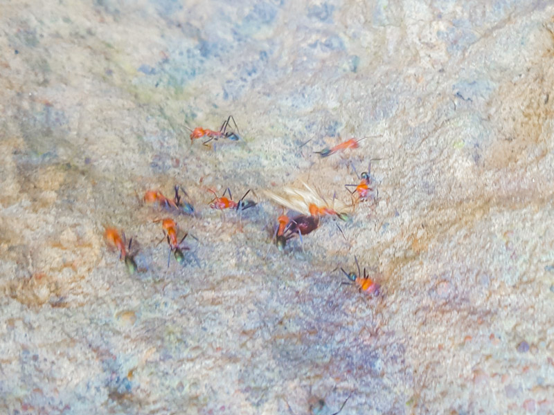 Termites entering the mound in Northern Territory