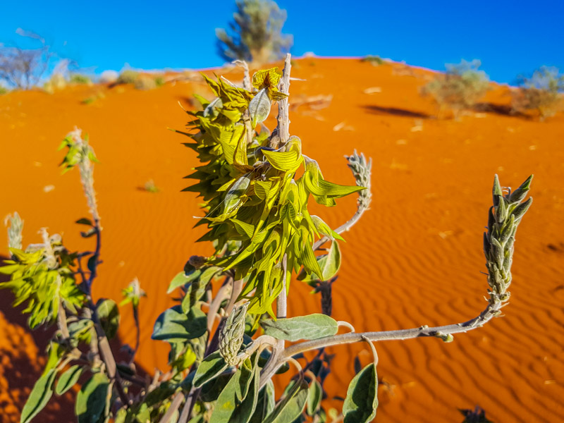 Windorah wildflowers