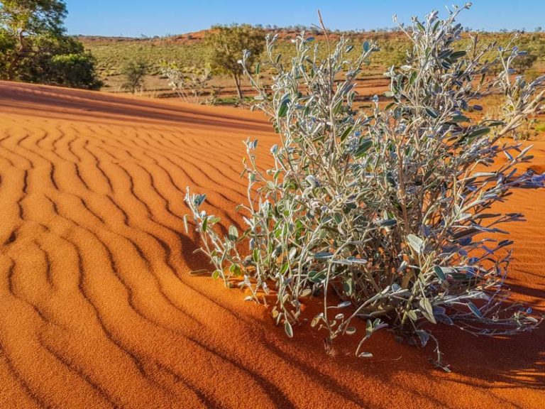 Windorah Sand Hills - Outback Queensland