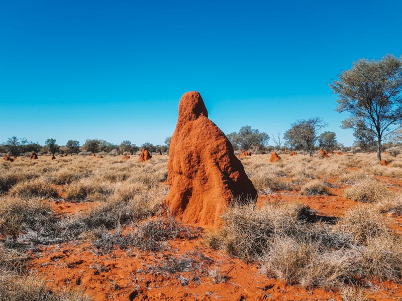 Termite Mound Near Welford National Park, Queensland