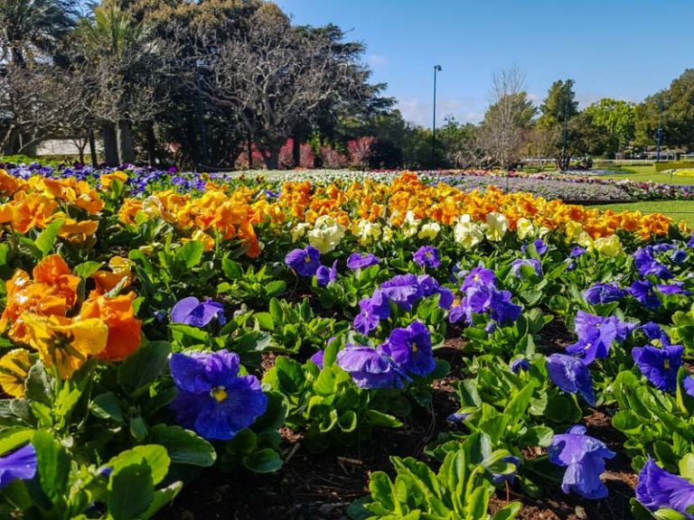 Toowoomba Carnival of Flowers 2021