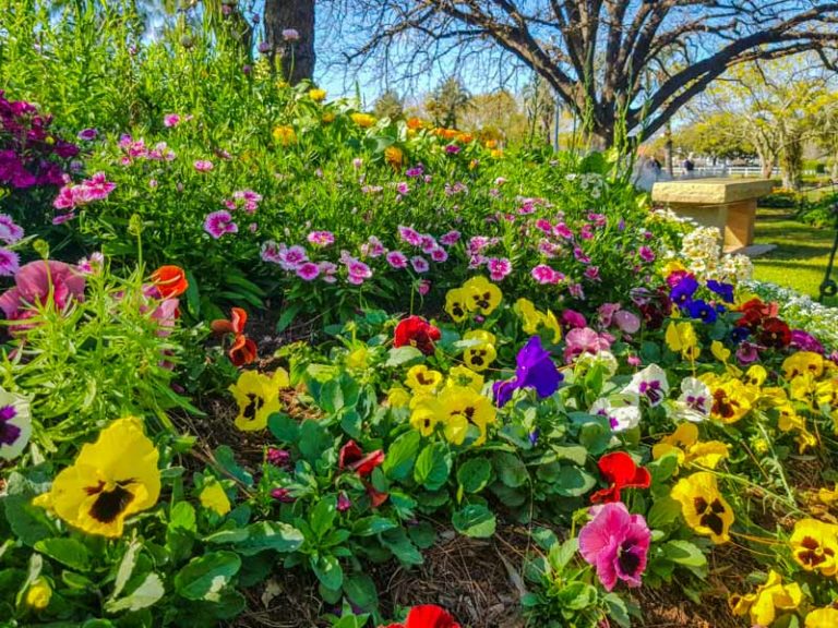 Toowoomba Carnival of Flowers 2021