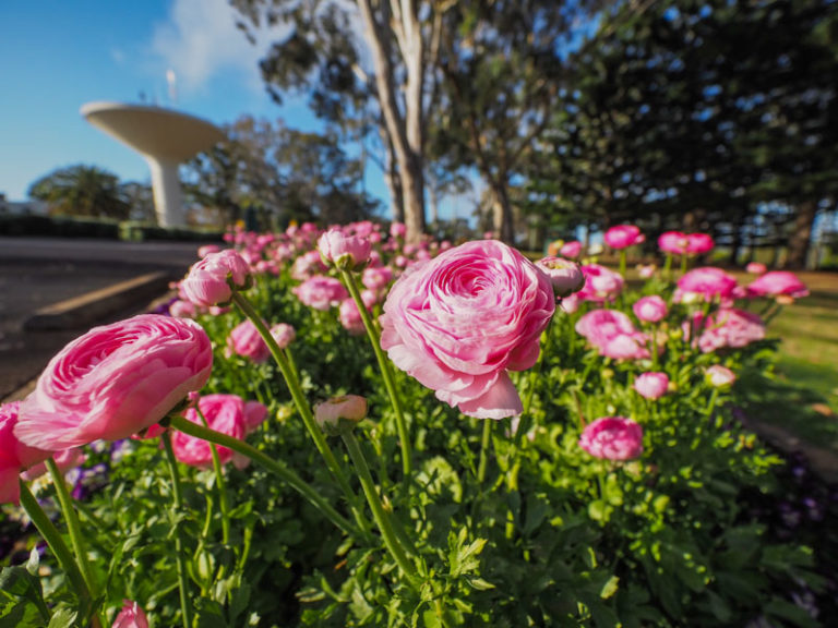 Toowoomba Carnival of Flowers 2021