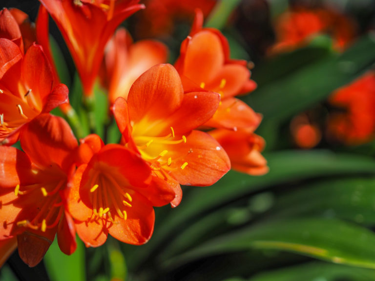 Toowoomba Carnival of Flowers 2021