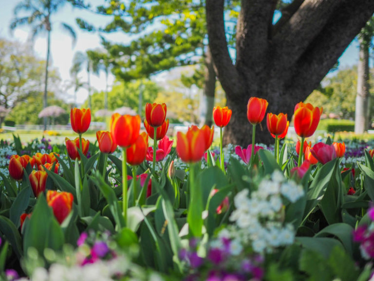 Toowoomba Carnival of Flowers 2021