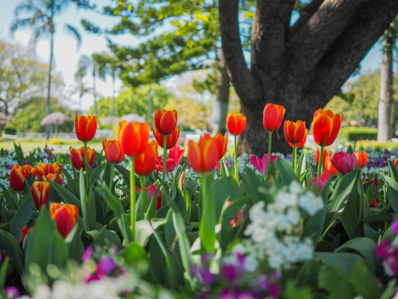 Red Tulips