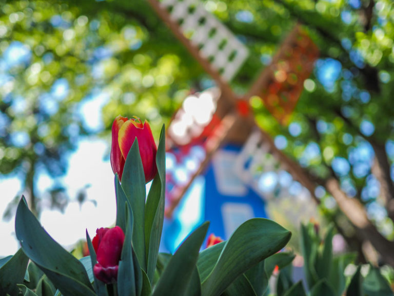 Toowoomba Carnival of Flowers 2021