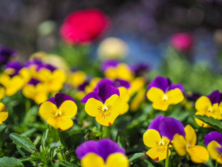 Toowoomba Carnival of Flowers 2021