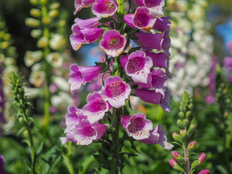Toowoomba Carnival of Flowers 2021