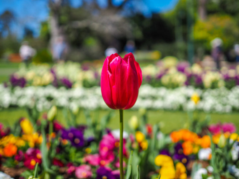 Toowoomba Carnival of Flowers 2021