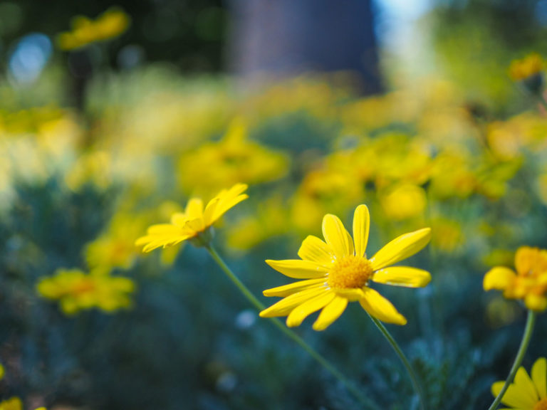 Spring time in Queensland