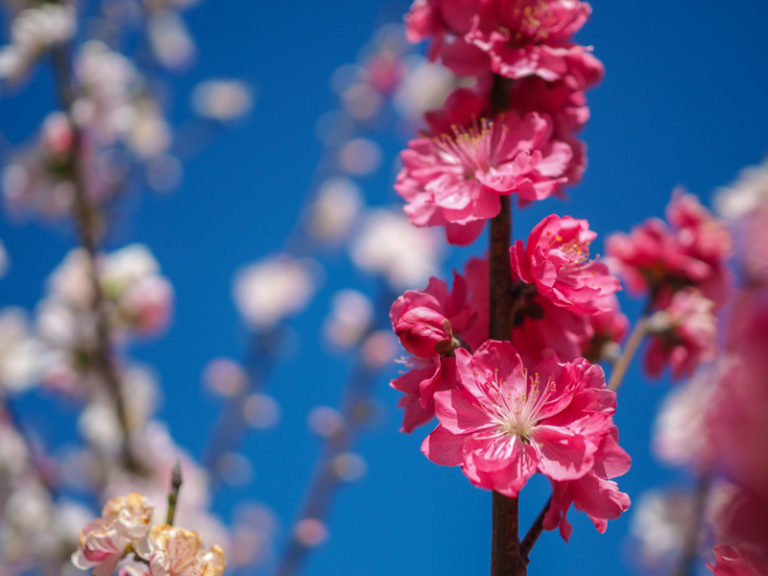 Toowoomba Carnival of Flowers 2021