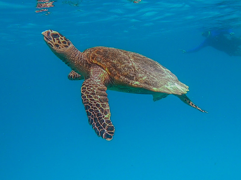 Turtle Found at Lady Musgrave Island