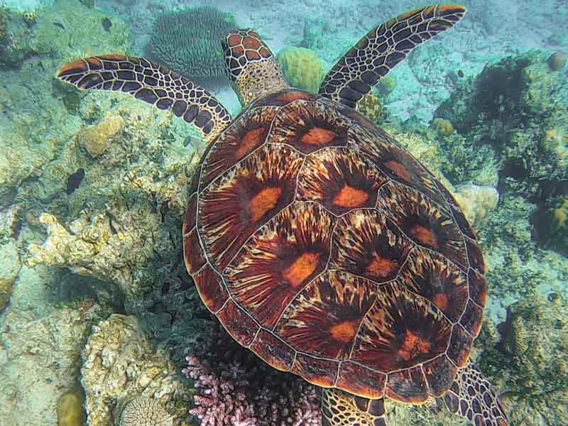 Swimming with Turtles