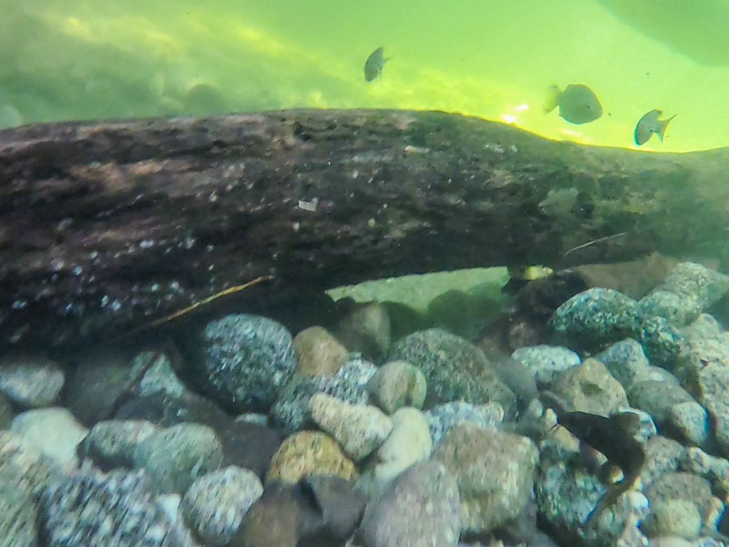 The Underwater Life in the Mossman river
