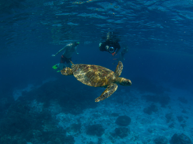 Swimming with Turtles