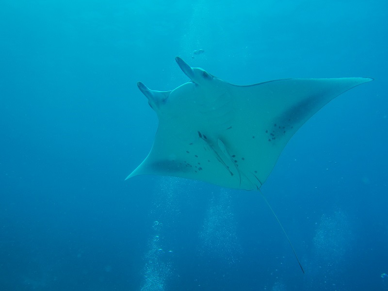 Manta Rays can be seen in the Southern Great Barrier Reef areas