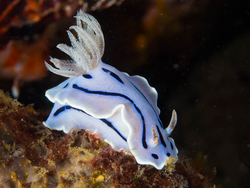 Nudibranch can be found all over South East Queensland