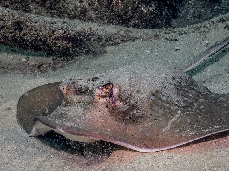 Stingray