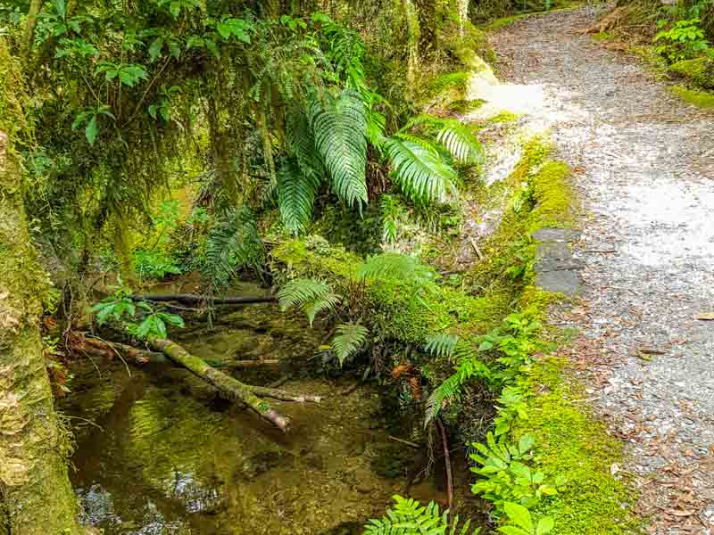 Small creek beside the walking trail