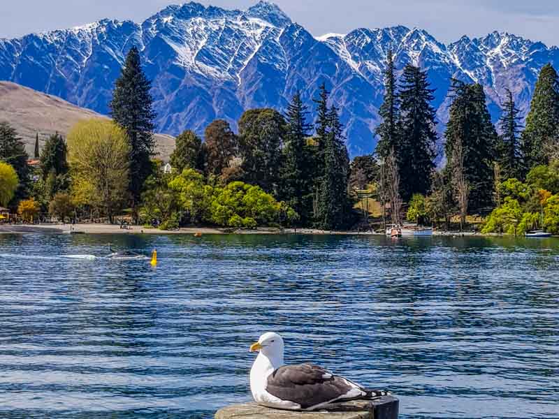 Seagull sitting on a wooden pillar the the Remarkables snow field in the background