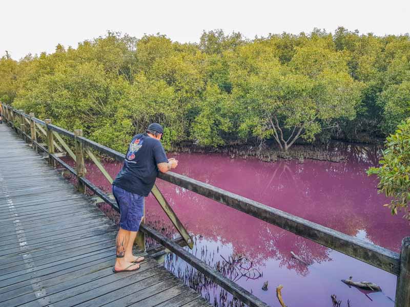 Matt on the Boardwalk seeing the Pink algae and bacteria at Boondall Wetlands in Brisbane