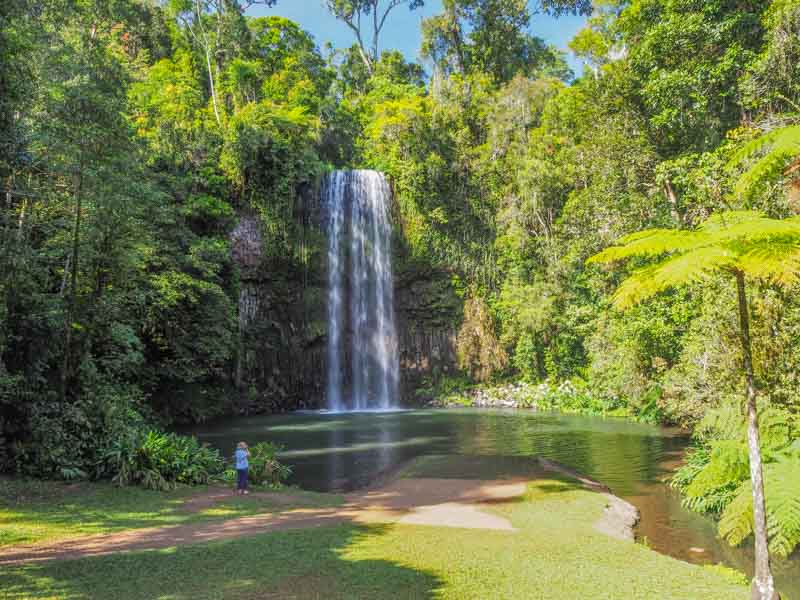 Picnic and Grassed areas of Millaa Millaa Falls
