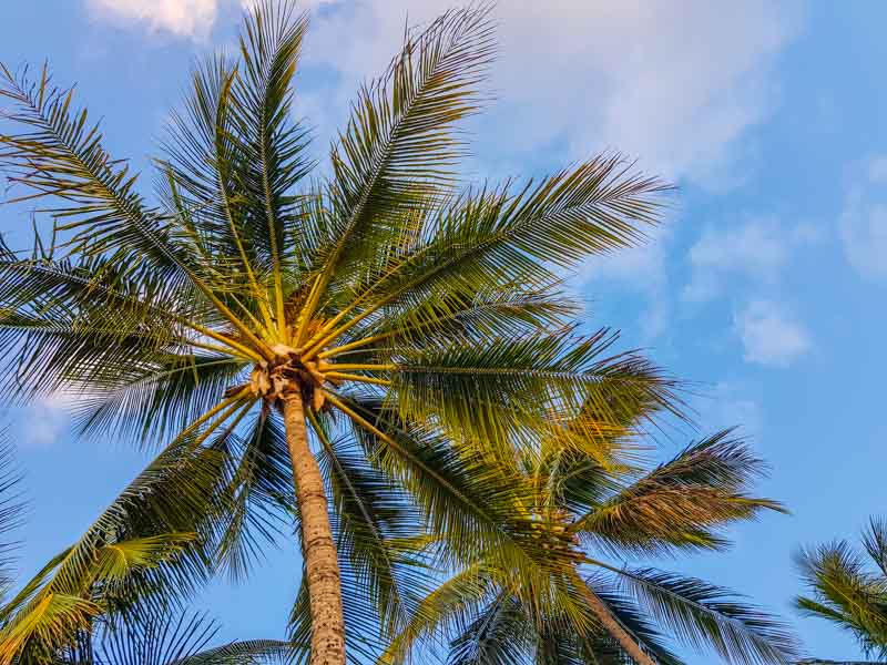 Looking up into the sky in view of Palm Trees and Coconuts