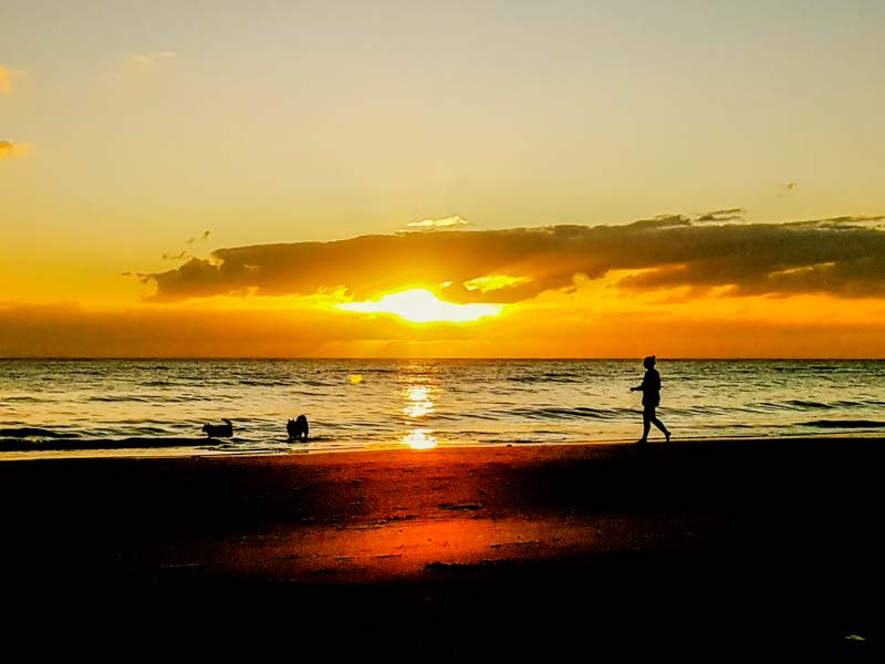 Sunrise on beach with dogs playing