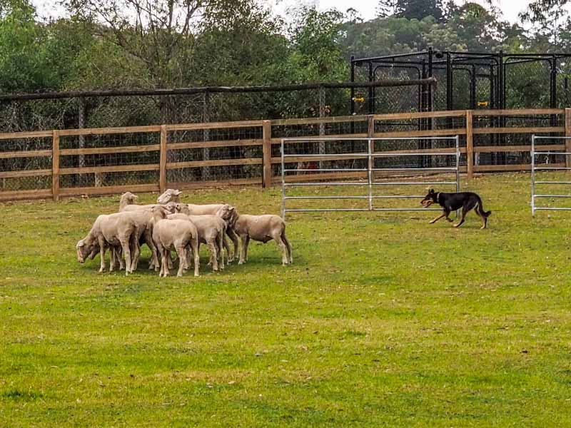 Sheep Herding demonstration with Sheep Dog