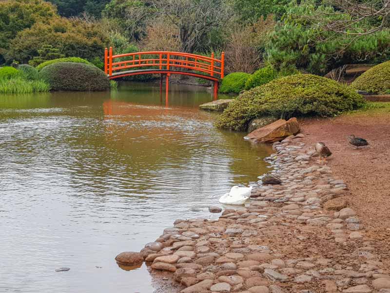 Japanese style bridge & lake in the gardens in Toowoomba