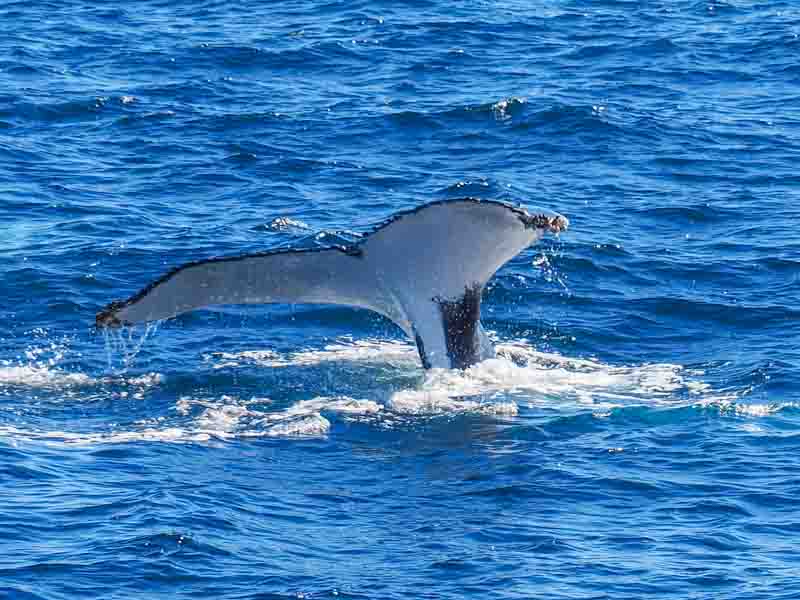 Whale Tail
