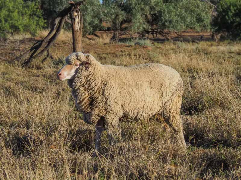 Sheep standing in the middle of a paddock
