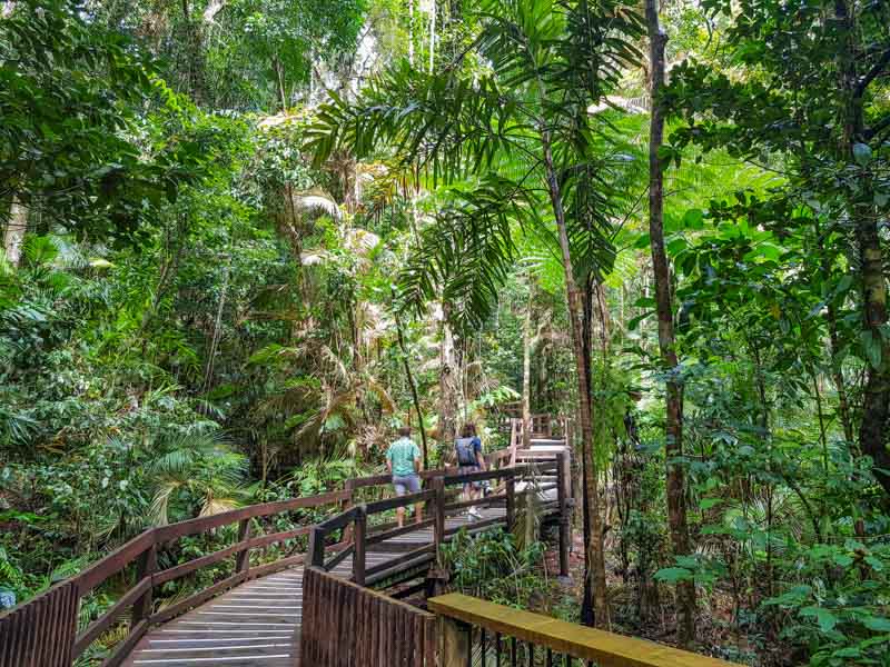 People walking the boardwalk in the Daintree National Park