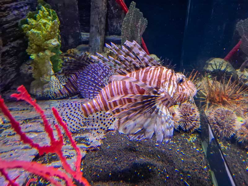 Lion Fish in Aquarium