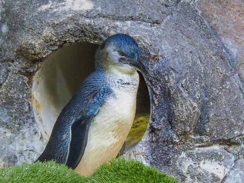 Penguin exhibit