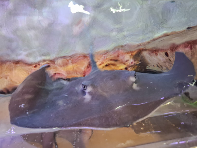 Stingray saying hello and wanting attention