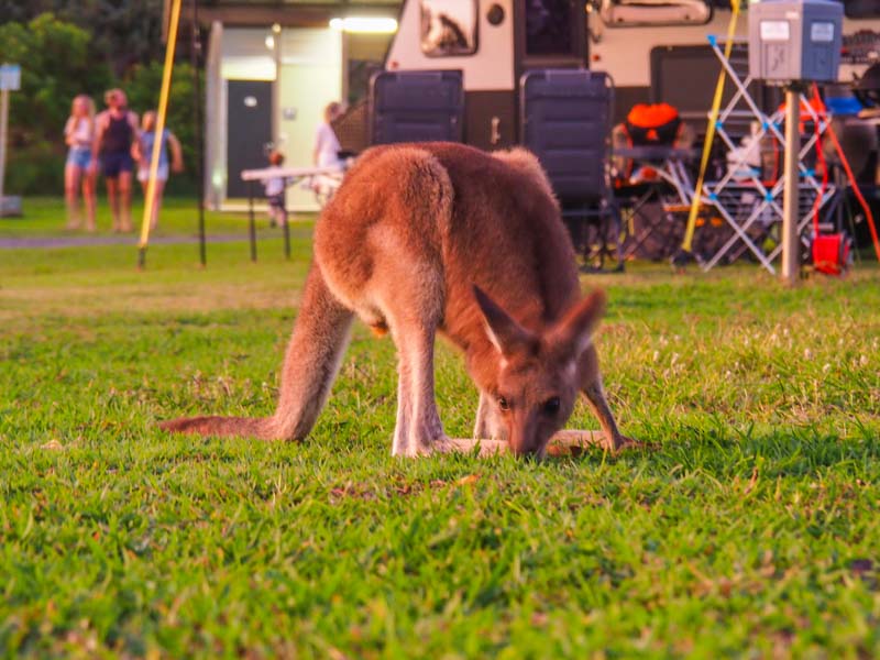 A kangaroo feeding off the grass at the North Shore Beach Campgrounds