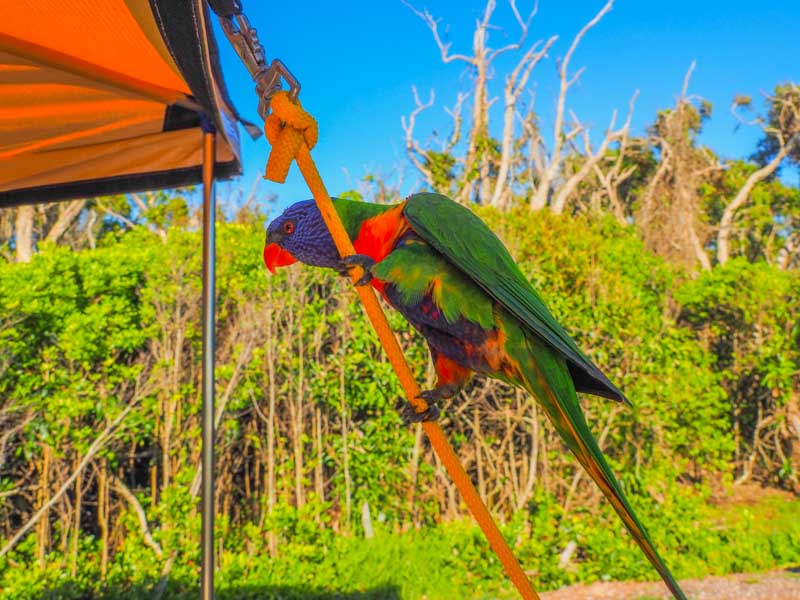 Lorikeet looking for attention on our camping site
